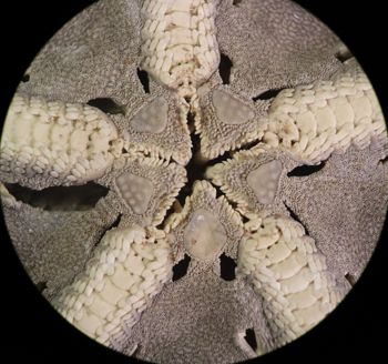 Media type: image; Invertebrate Zoology OPH-6151